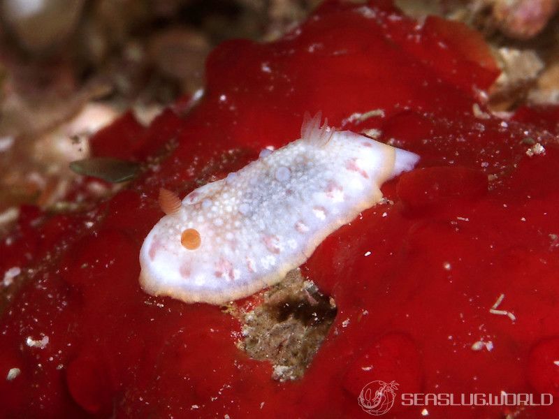 ヒャクメウミウシ Goniobranchus sp. 1