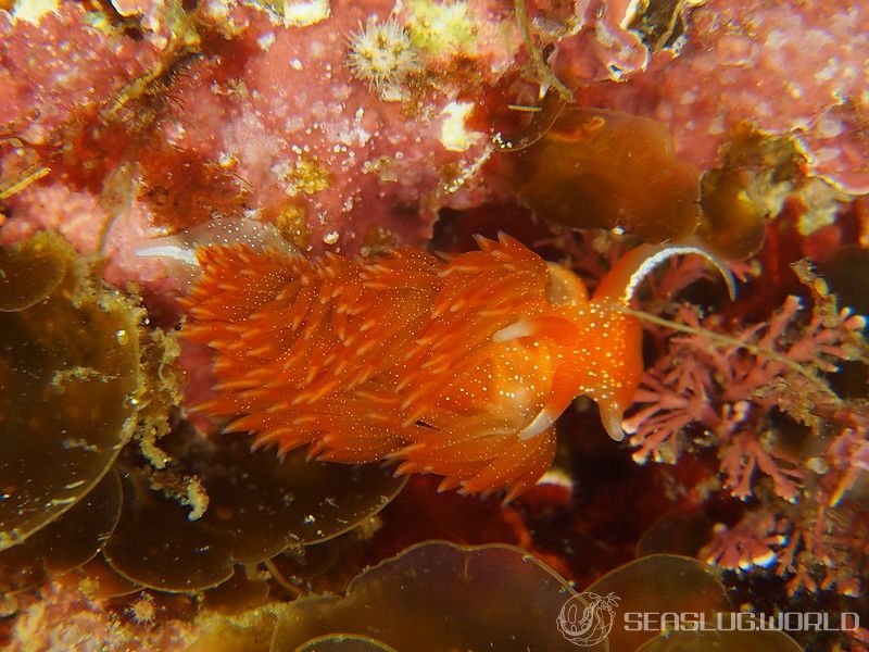 アカエラミノウミウシ Sakuraeolis enosimensis