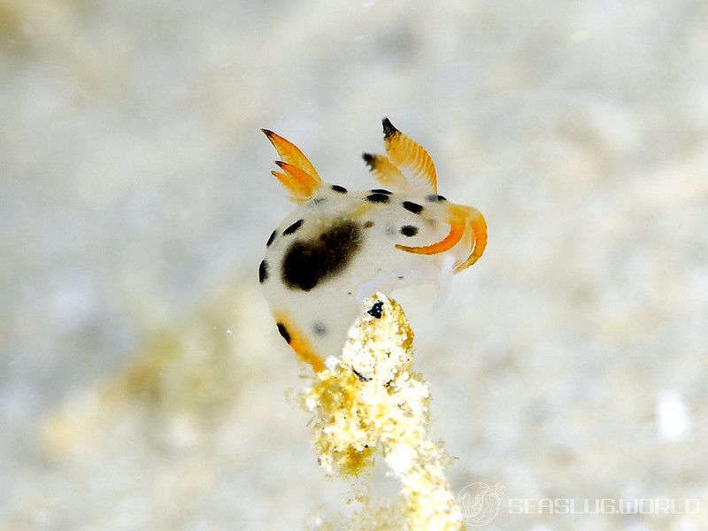 フジタウミウシ属の一種 15 Polycera sp.15