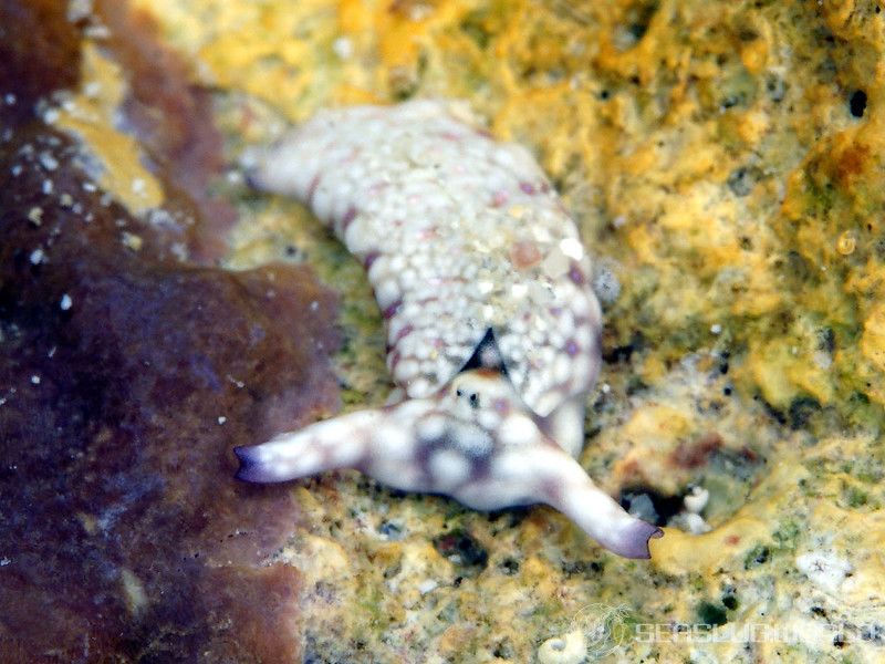 チドリミドリガイ Plakobranchus ocellatus