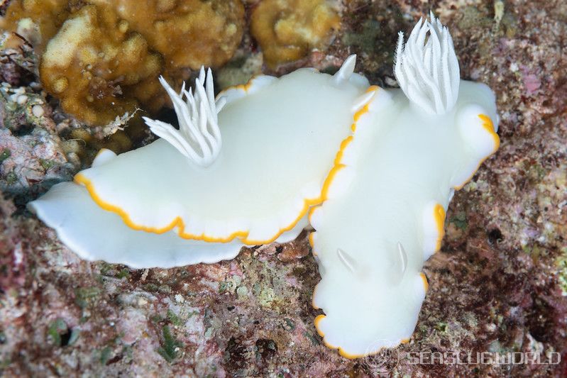 メレンゲウミウシ Ardeadoris egretta