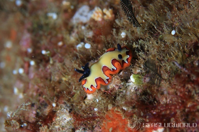 フジナミウミウシ Goniobranchus fidelis