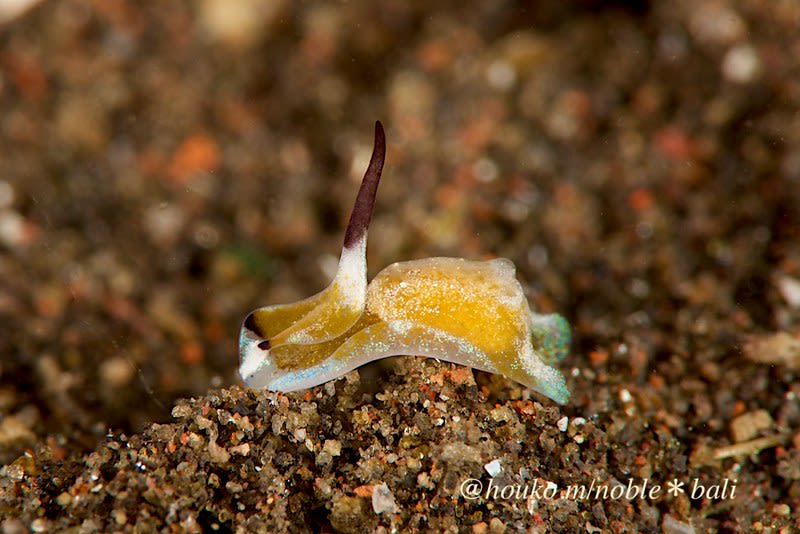 カノコキセワタガイ科の一種 6 Aglajidae sp. 6