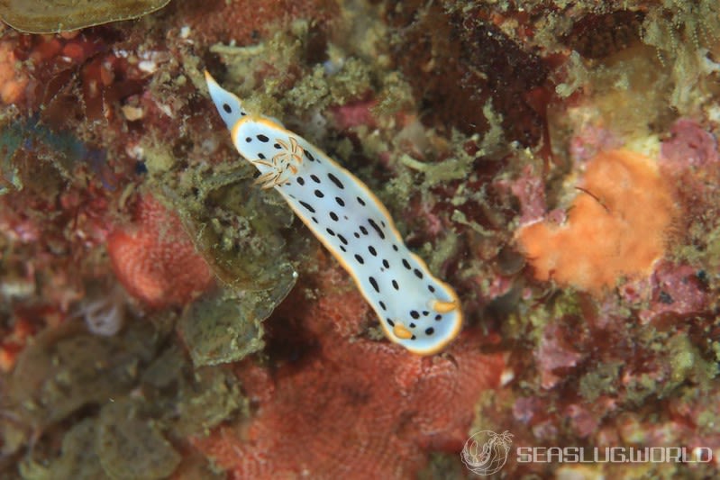 シロウミウシ Chromodoris orientalis