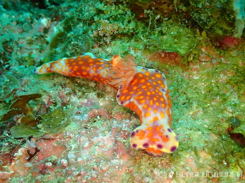 ニシキウミウシ Ceratosoma trilobatum