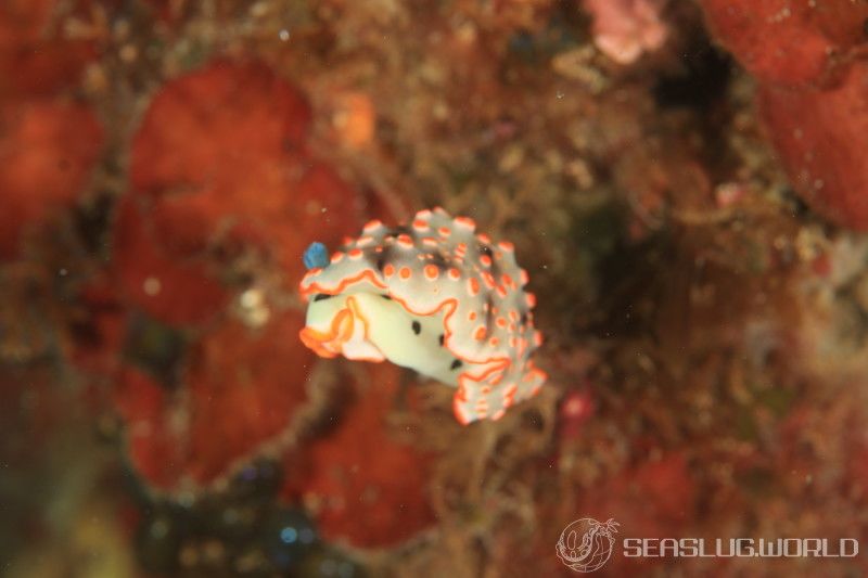 ハナオトメウミウシ Dermatobranchus ornatus