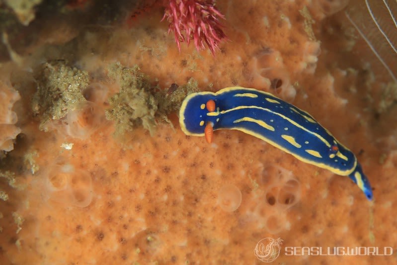 アオウミウシ Hypselodoris festiva