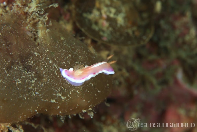 アラリウミウシ Verconia norba