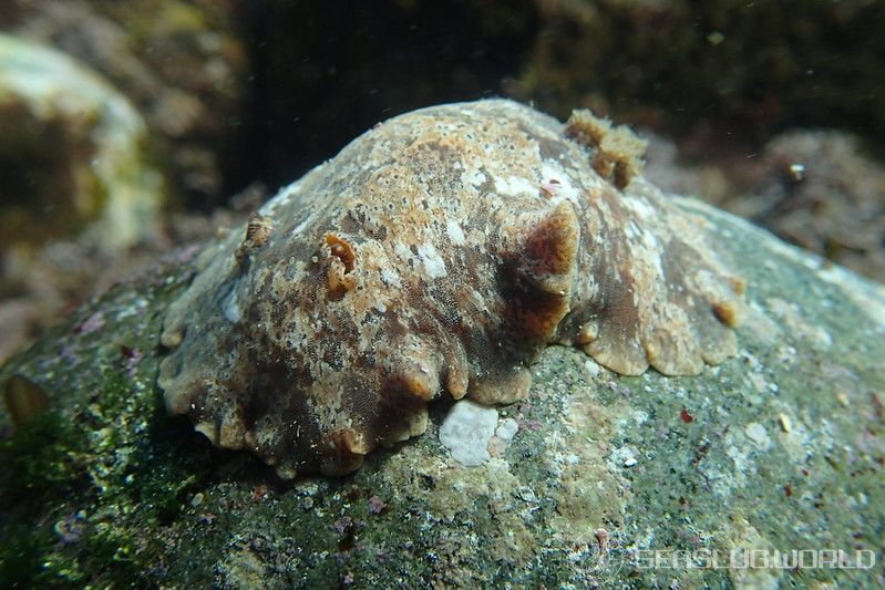 クモガタウミウシ Platydoris ellioti