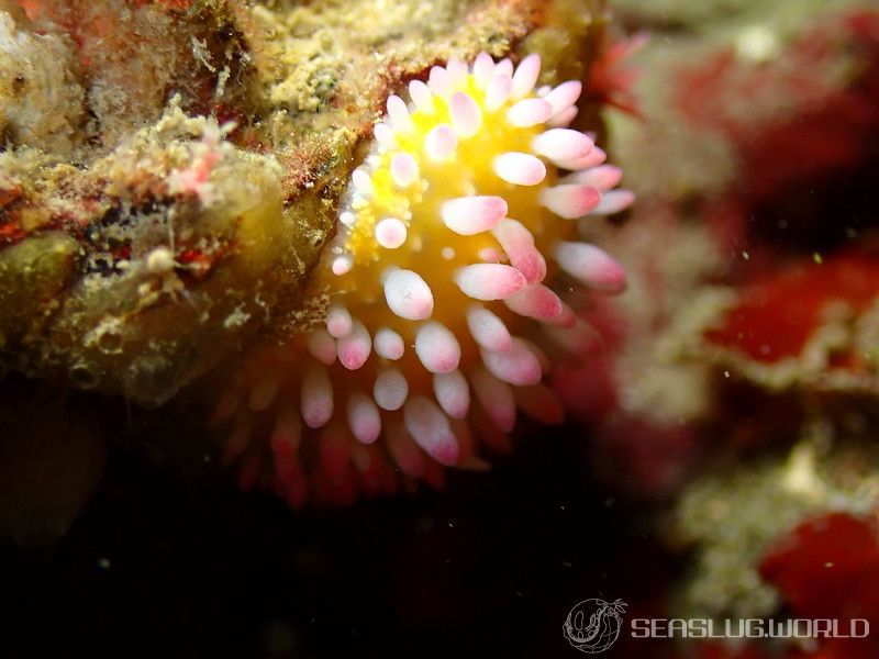 イガグリウミウシ Cadlinella ornatissima