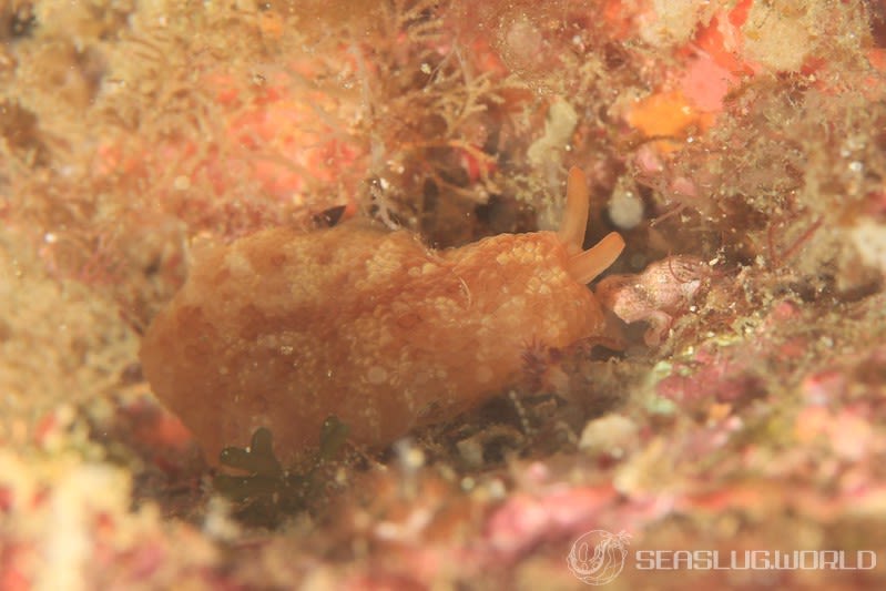 カメノコフシエラガイ Pleurobranchus peronii