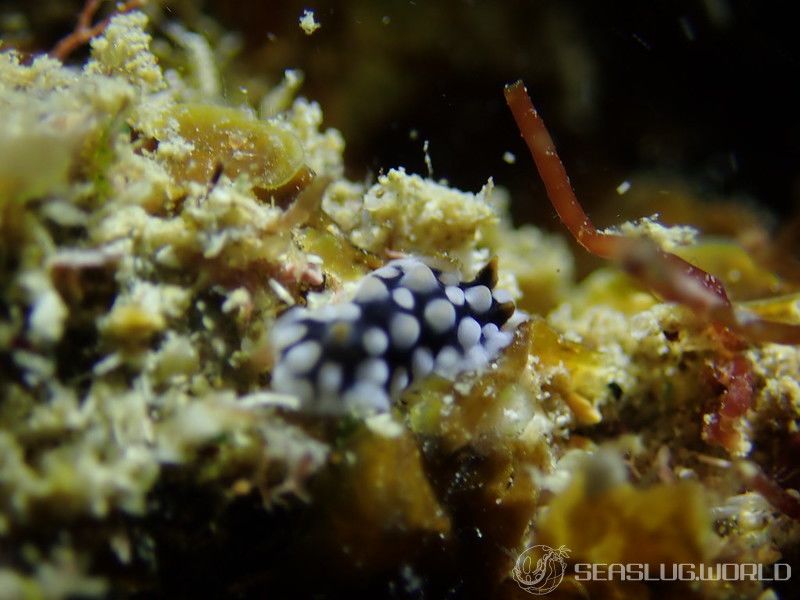 コウシンウミウシ Dendrodoris carbunculosa