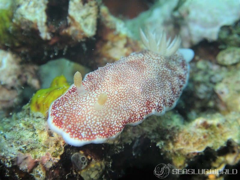 チリメンウミウシ Goniobranchus reticulatus