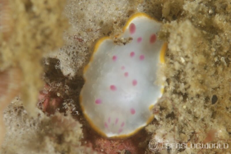 クリヤイロウミウシ Mexichromis mariei