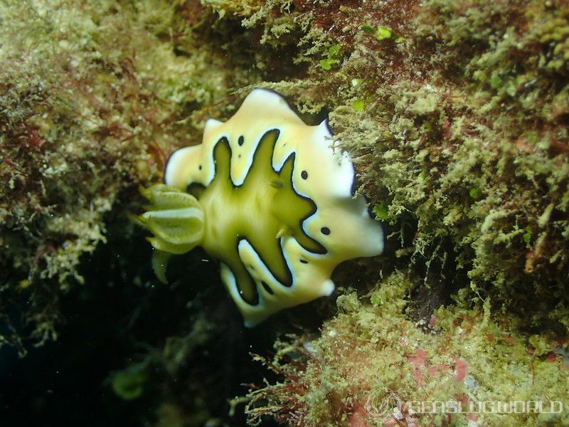 シラナミイロウミウシ Goniobranchus coi