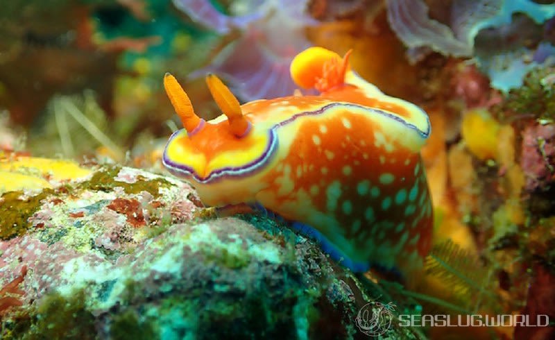 フタイロニシキウミウシ Ceratosoma bicolor