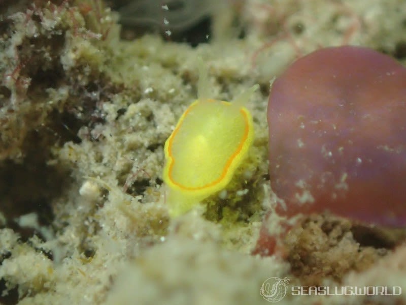 ミツイラメリウミウシ Diaphorodoris mitsuii