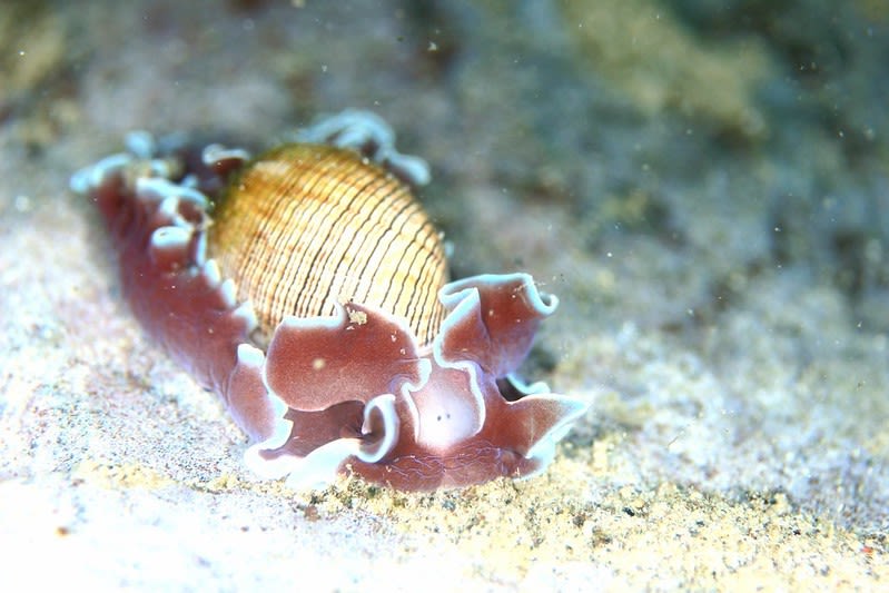 ミスガイ Hydatina physis