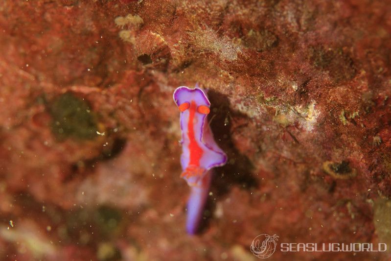 フタイロニシキウミウシ Ceratosoma bicolor