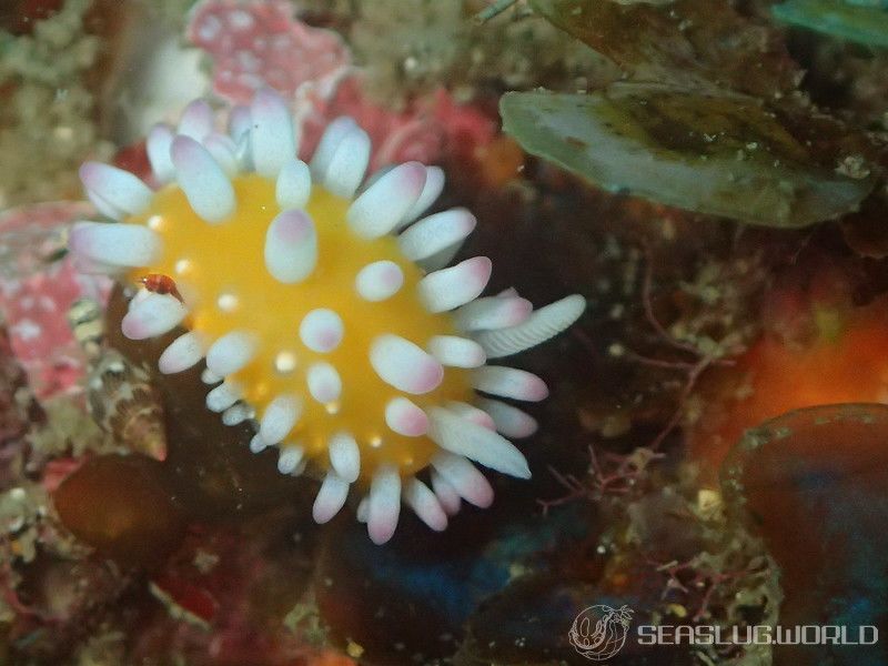 イガグリウミウシ Cadlinella ornatissima