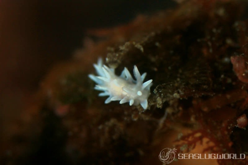 シロイバラウミウシ Bermudella japonica