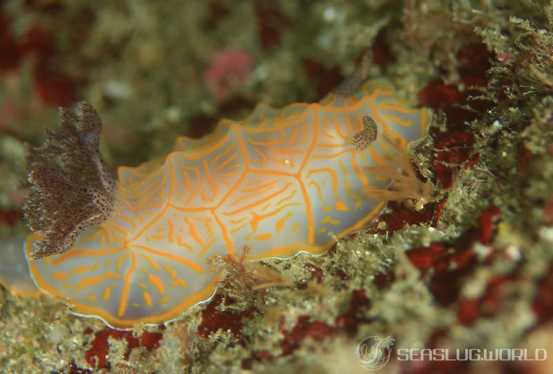 キスジカンテンウミウシ Halgerda diaphana