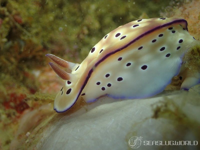 マダライロウミウシ Hypselodoris tryoni