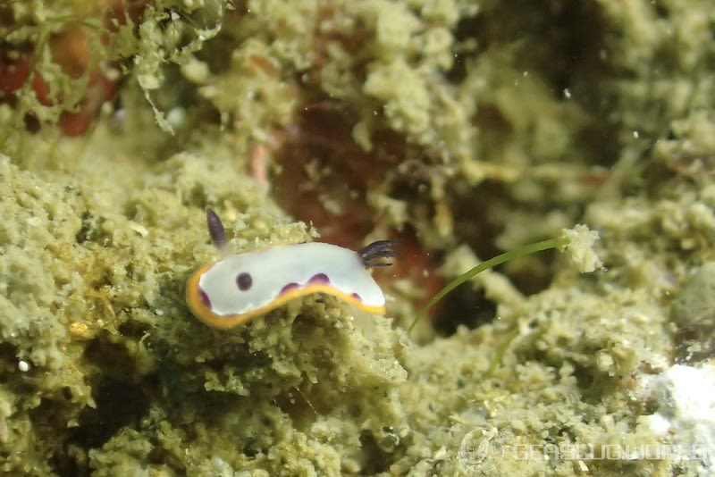 フジナミウミウシ Goniobranchus fidelis