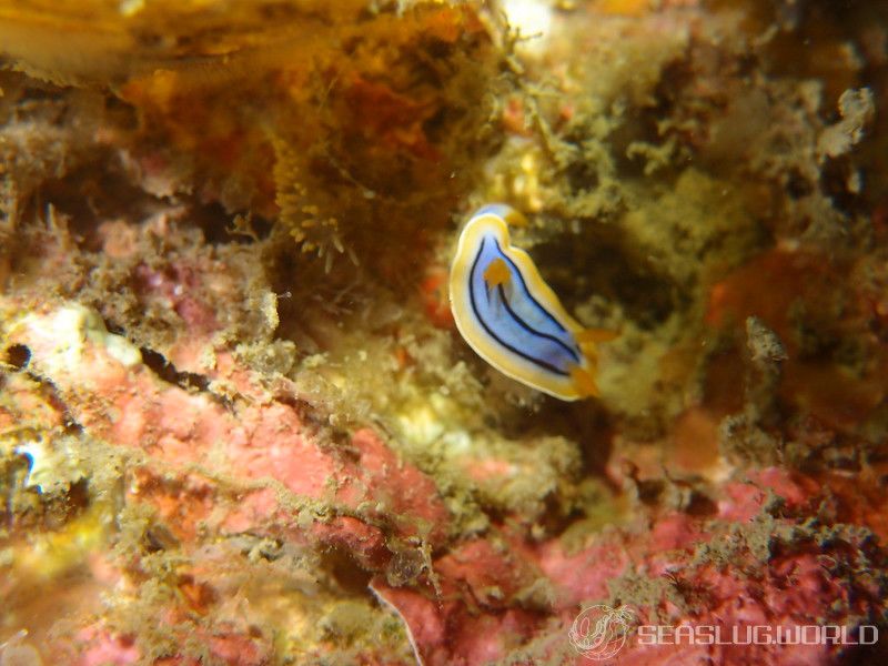 コールマンウミウシ Chromodoris colemani