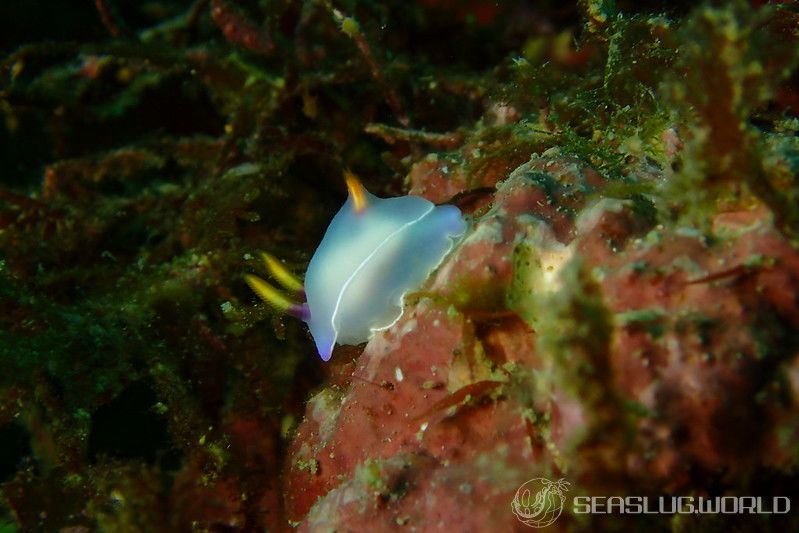 ゾウゲイロウミウシ Hypselodoris bullockii