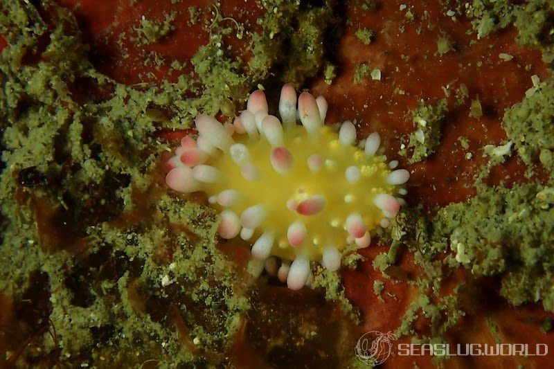 イガグリウミウシ Cadlinella ornatissima