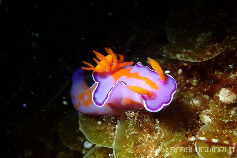 フタイロニシキウミウシ Ceratosoma bicolor