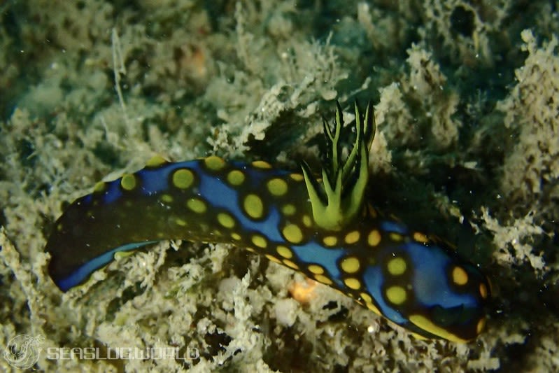 サガミリュウグウウミウシ Tambja sagamiana