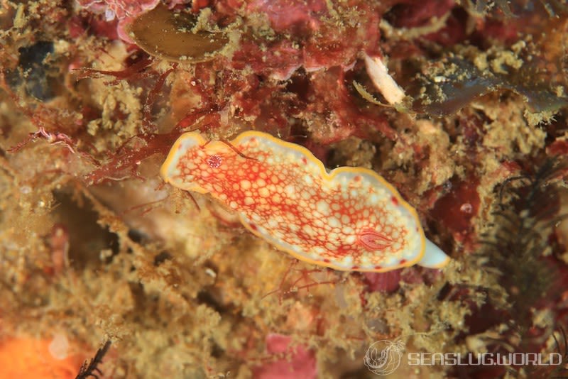 サラサウミウシ Goniobranchus sp.16