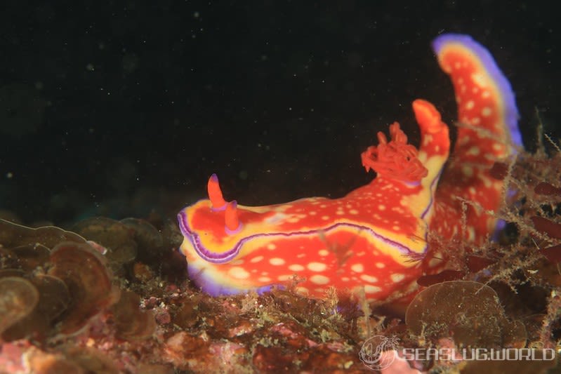 フタイロニシキウミウシ Ceratosoma bicolor