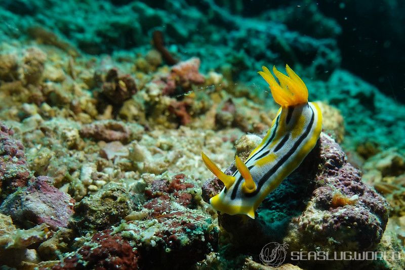 コールマンウミウシ Chromodoris colemani