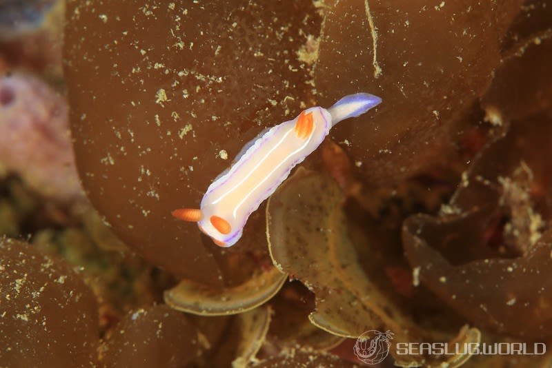 ハナイロウミウシ Thorunna florens