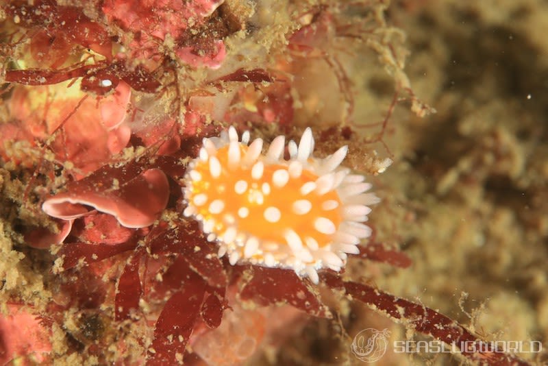 ニセイガグリウミウシ Cadlinella subornatissima