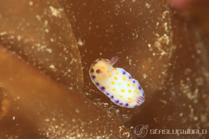 コモンウミウシ Goniobranchus aureopurpureus