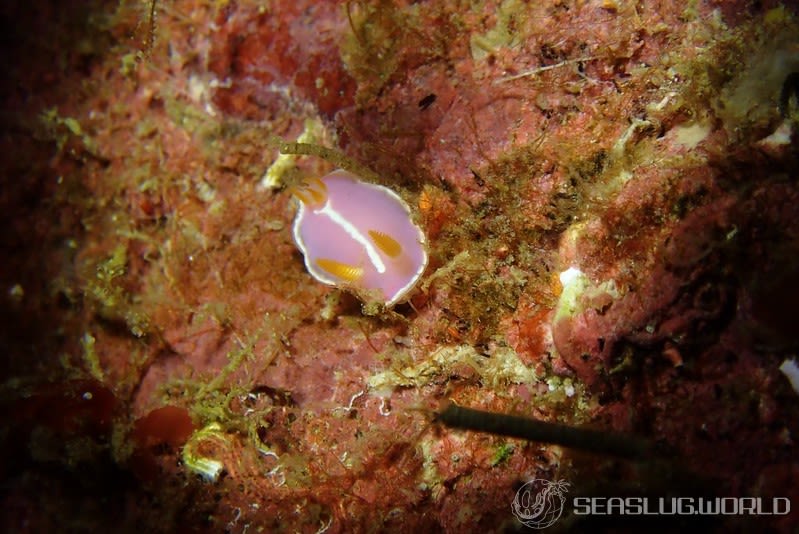 シモダイロウミウシ Hypselodoris shimodaensis