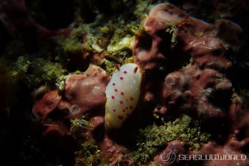 クリヤイロウミウシ Mexichromis mariei