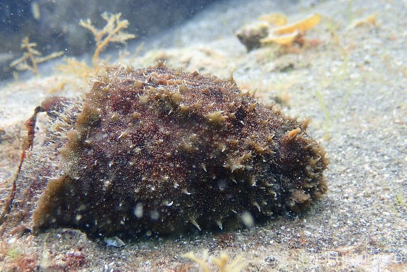 タツナミガイ Dolabella auricularia