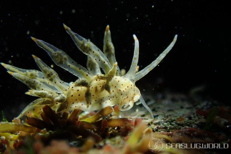 ホシアカリミノウミウシ Eubranchus sp. 5