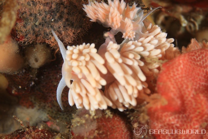 サクラミノウミウシ Sakuraeolis sakuracea