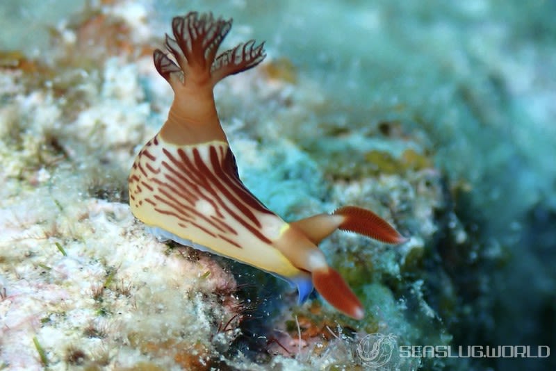 セグロリュウグウウミウシ Nembrotha chamberlaini