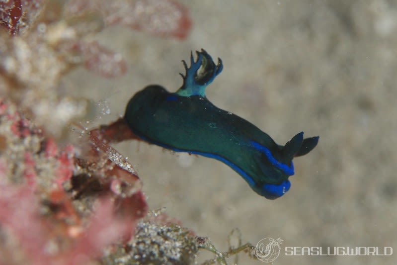 ミドリリュウグウウミウシ Tambja morosa