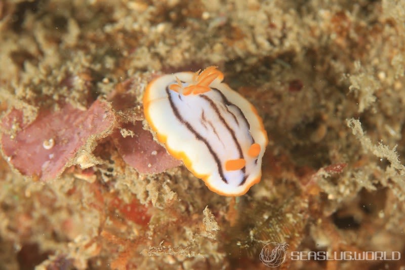 クロスジウミウシ Chromodoris sp. 6