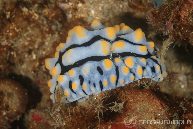 タテヒダイボウミウシ Phyllidia varicosa