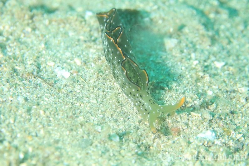 コノハミドリガイ Elysia marginata