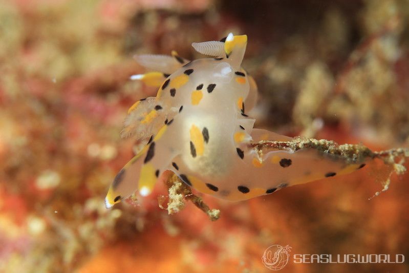 ミズタマウミウシ Thecacera pennigera